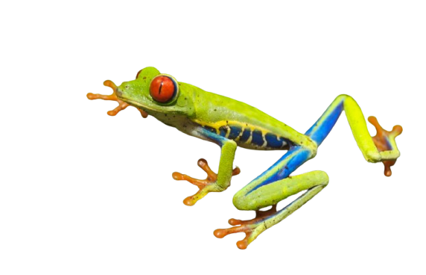 Second Frog