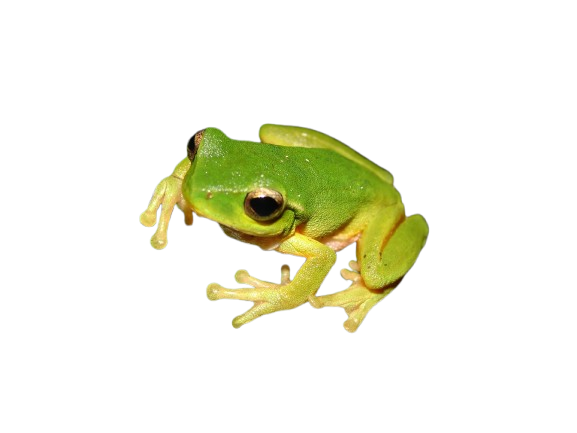 Main Frog