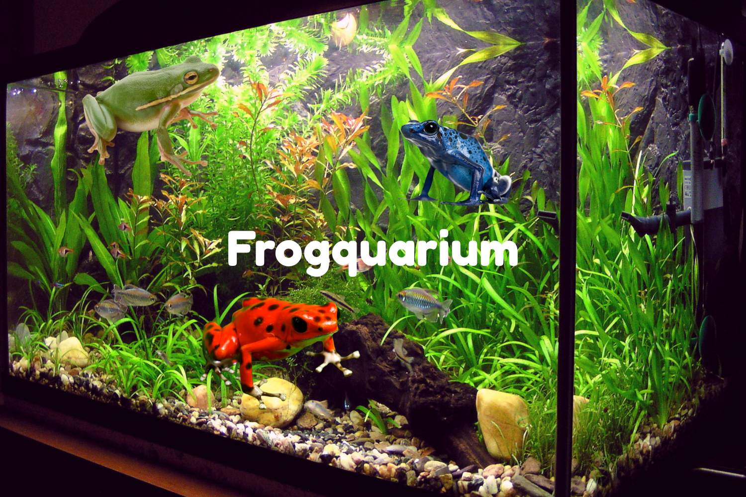 Frogquarium
